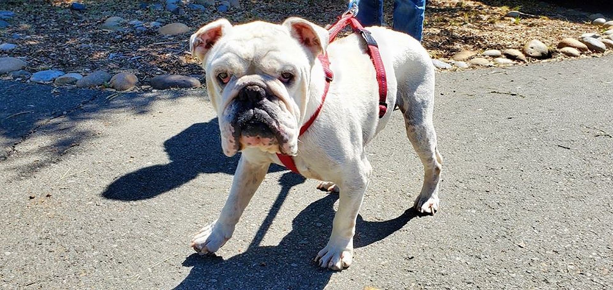 Adopt a Pet | Babash